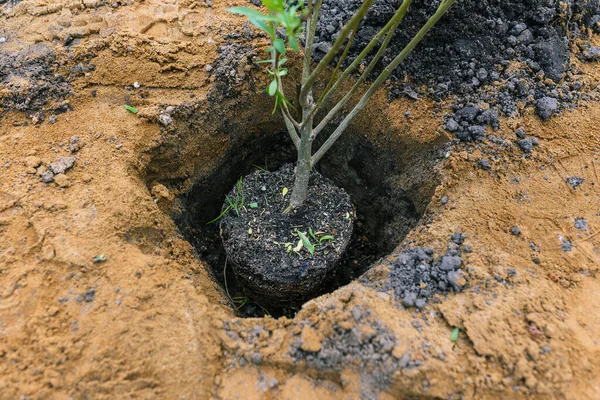 Plántulas de árboles jóvenes. Plantar un árbol en el suelo. Jardinería, ecología y medio ambiente — Foto de Stock