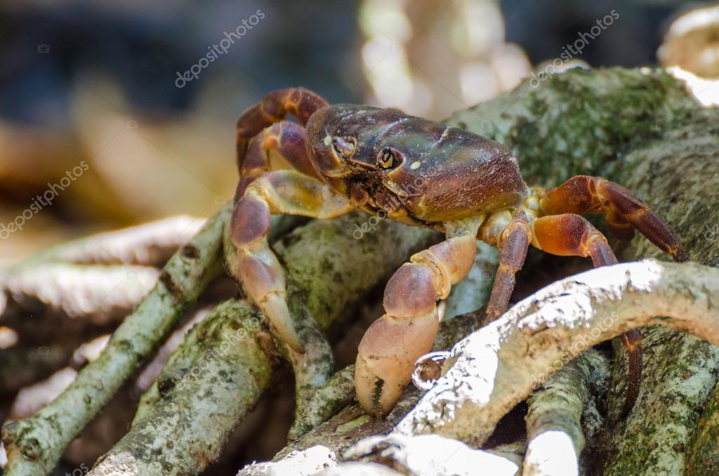 Κόλπος τριχωτόμεγάλο πισινό squirt πορνό