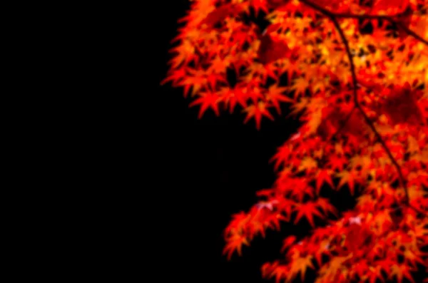 Blur background of colorful Autumn Leaf Season in Japan