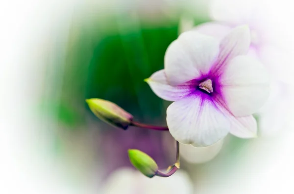 Hermosas flores de orquídea —  Fotos de Stock