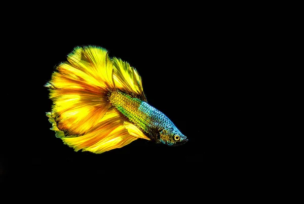 Żółty Półksiężyc Betta Fish Lub Półksiężyc — Zdjęcie stockowe