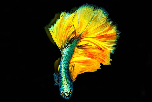 Poisson Betta Jaune Demi Lune Demi Lune — Photo