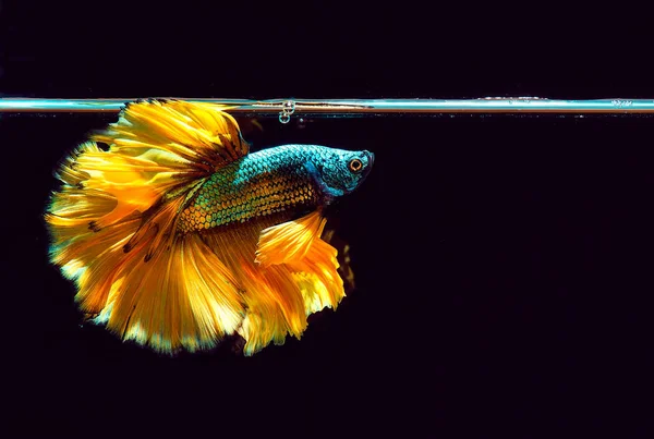 Κίτρινη Μισοφέγγαρο Betta Fish Half Moon — Φωτογραφία Αρχείου