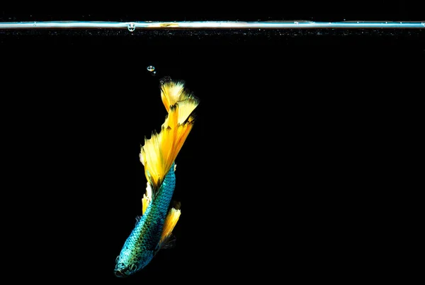 Κίτρινη Μισοφέγγαρο Betta Fish Half Moon — Φωτογραφία Αρχείου