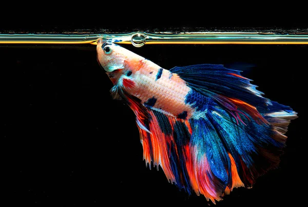 Peces Siameses Lucha Multicolor Rosetail Media Luna Peces Lucha Dragón — Foto de Stock