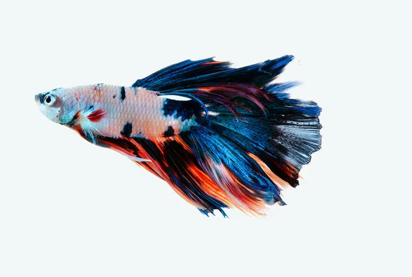 Multi Χρώμα Σιαμαίοι Καταπολέμηση Των Ψαριών Rosetail Ημισέληνος Κόκκινο Και — Φωτογραφία Αρχείου