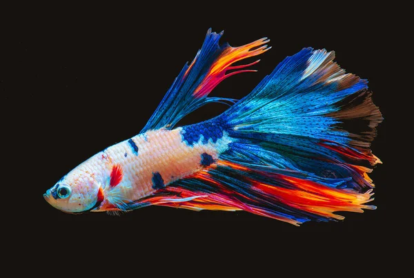 Peces Siameses Lucha Multicolor Rosetail Media Luna Peces Lucha Dragón — Foto de Stock