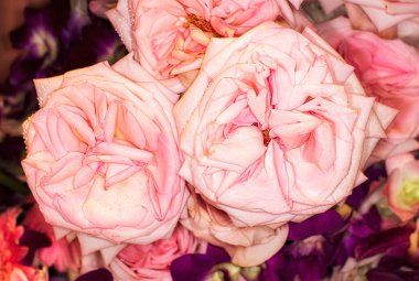 Harika gülleri olan güzel çiçek duvarlı arka plan