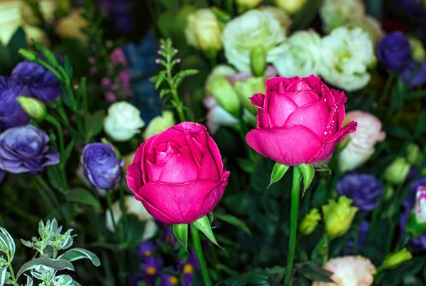 Krásné Květiny Zeď Pozadí Úžasnými Růžemi — Stock fotografie