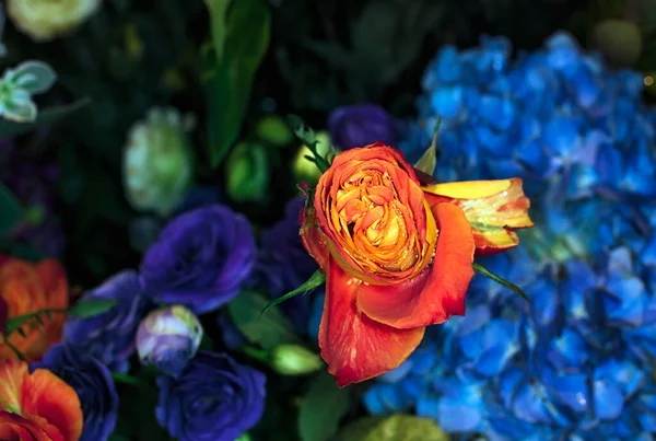 美丽的花墙背景和迷人的玫瑰 — 图库照片