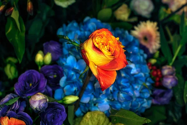 Schöne Blumen Wand Hintergrund Mit Erstaunlichen Rosen — Stockfoto