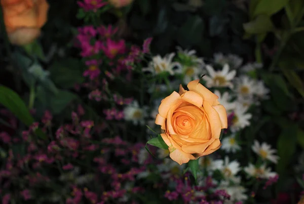 Hermoso Fondo Pared Flores Con Rosas Increíbles — Foto de Stock