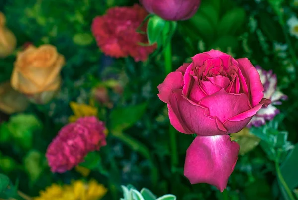 Hermoso Fondo Pared Flores Con Rosas Increíbles — Foto de Stock