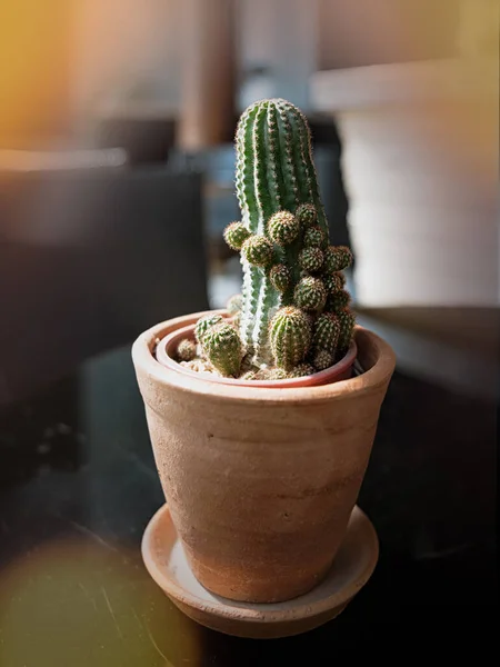 Petite Plante Pot Cactus — Photo
