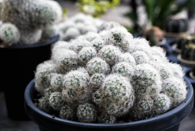 Farklı şekillerde birçok küçük kaktüs ve çömlek içinde farklı renkler yetişiyor.