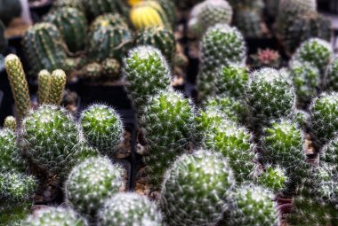 Farklı şekillerde birçok küçük kaktüs ve çömlek içinde farklı renkler yetişiyor.