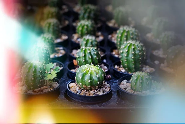 Beaucoup Petits Cactus Formes Différentes Couleurs Différentes Poussant Pots — Photo