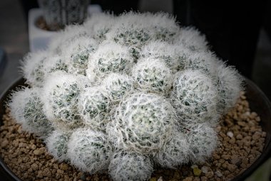 Farklı şekillerde birçok küçük kaktüs ve çömlek içinde farklı renkler yetişiyor.