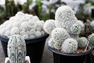Farklı şekillerde birçok küçük kaktüs ve çömlek içinde farklı renkler yetişiyor.