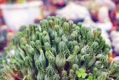 Farklı şekillerde birçok küçük kaktüs ve çömlek içinde farklı renkler yetişiyor.