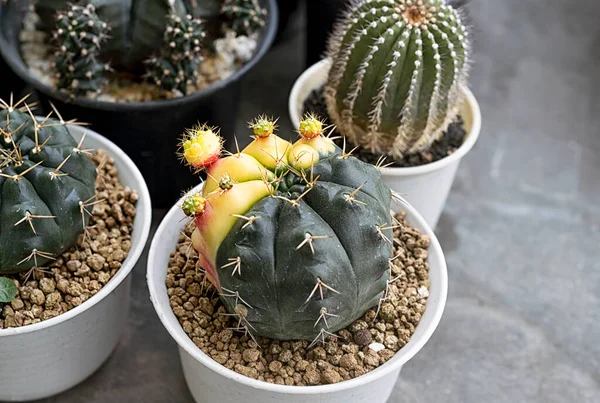 Beaucoup Petits Cactus Formes Différentes Couleurs Différentes Poussant Pots — Photo