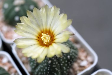 Saksıda çiçekli kaktüs