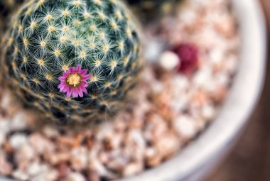 Saksıda çiçekli kaktüs