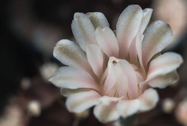 Kaktus Med Blomma Kruka Royaltyfria Stockbilder