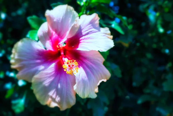 Flor Rosa Hibisco Floreciendo Jardín —  Fotos de Stock