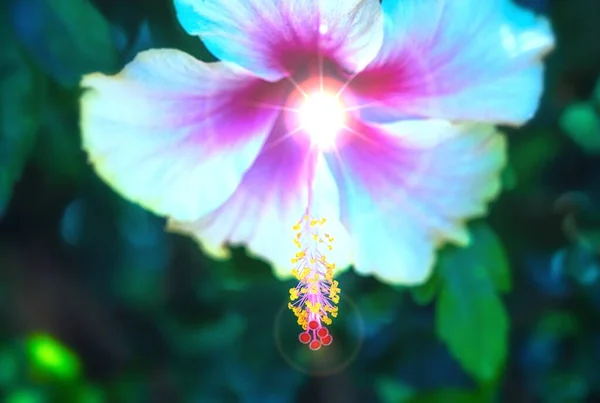 Flor Rosa Hibisco Floreciendo Jardín — Foto de Stock