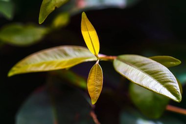 Bir tomurcuğun içinde olmak, taze yapraklar bırakmak, ağaçta taze yapraklar yetiştirmek, yeşil doğa arka planı.