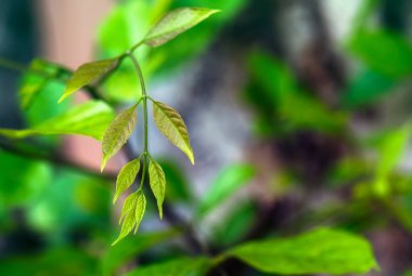 Bir tomurcuğun içinde olmak, taze yapraklar bırakmak, ağaçta taze yapraklar yetiştirmek, yeşil doğa arka planı.