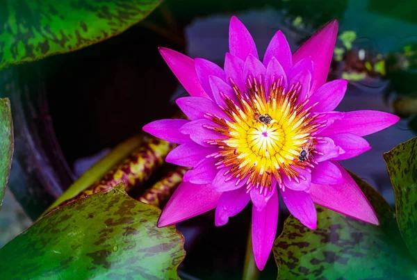 Biene Auf Lotusblume — Stockfoto