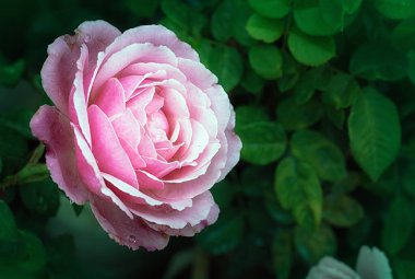 Bahçedeki güzel pembe gül