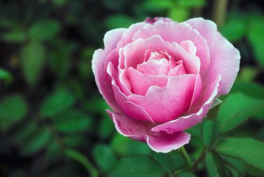 Bahçedeki güzel pembe gül