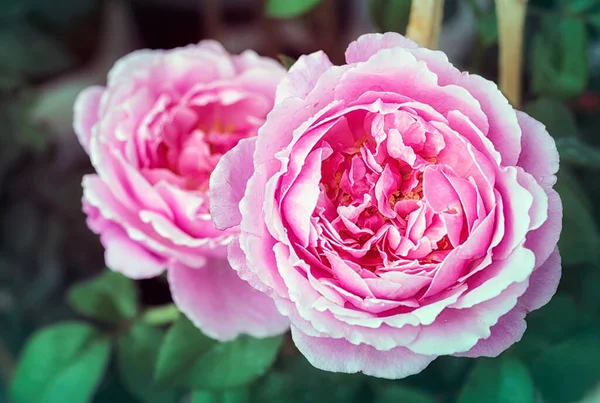 Prachtige Roze Roos Een Tuin — Stockfoto