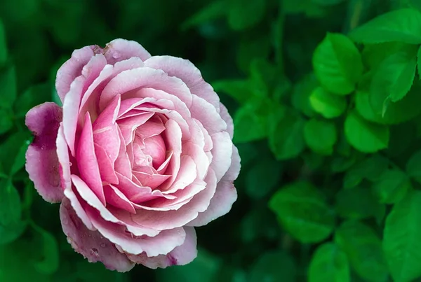 Prachtige Roze Roos Een Tuin — Stockfoto