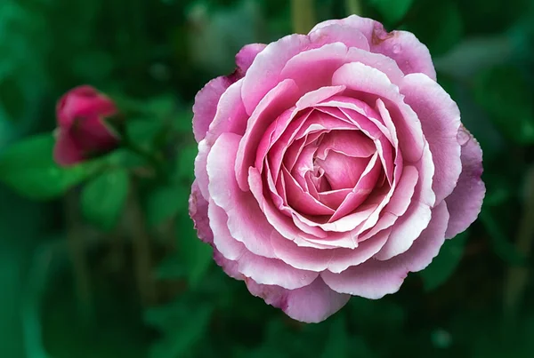 Belle Rose Rose Dans Jardin — Photo