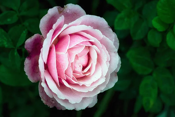 Prachtige Roze Roos Een Tuin — Stockfoto