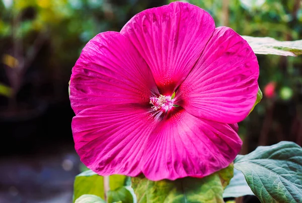 Roter Hawaii Hibiskus Japanischem Botanischem Garten Gefunden — Stockfoto