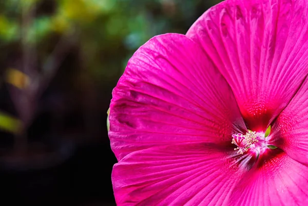 Hibisco Hawaiano Rojo Encontrado Jardín Botánico Japonés —  Fotos de Stock