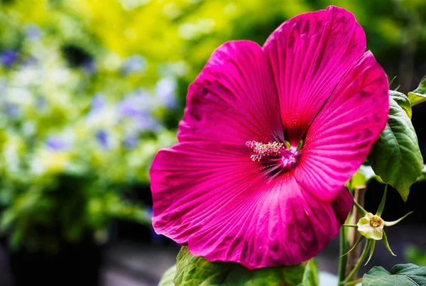 Rode Hawaiiaanse Hibiscus Gevonden Japanse Botanische Tuin Stockafbeelding