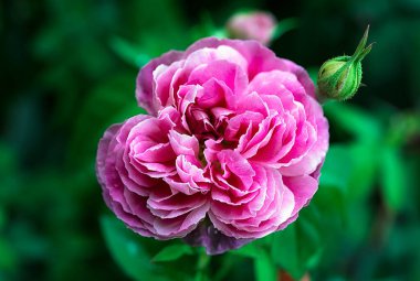 Gül bahçesinde tomurcukları olan pembe gül çiçeği..