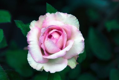 Gül bahçesinde tomurcukları olan pembe gül çiçeği..