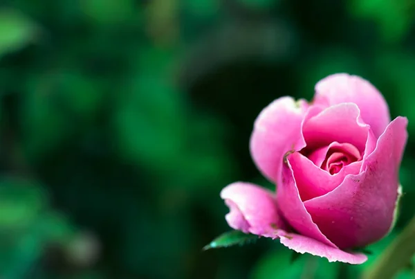 Rose Rose Fleur Avec Bourgeons Dans Roseraie — Photo