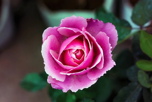 Rosa Flor Rosa Con Brotes Jardín Rosas — Foto de Stock