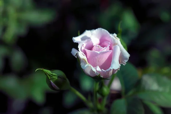 Różowy Kwiat Róży Pączkami Ogrodzie Róż — Zdjęcie stockowe