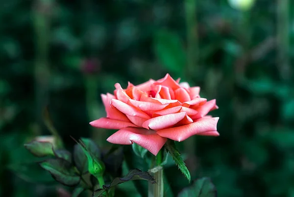 Beautiful Son Colored Roses Rose Garden — Photo