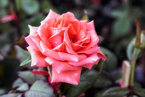Прекрасные Цветные Розы Розовом Саду — стоковое фото