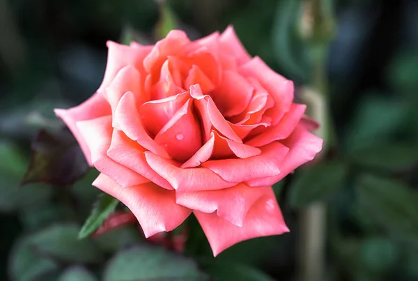 Schöne Sohnfarbene Rosen Rosengarten — Stockfoto